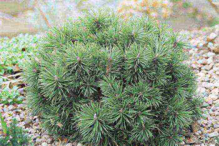 pagtatanim at pangangalaga sa pine pine ng bundok sa bukas na bukid