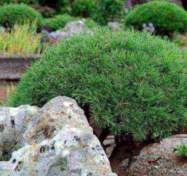 mountain pine pug planting and care in the open field