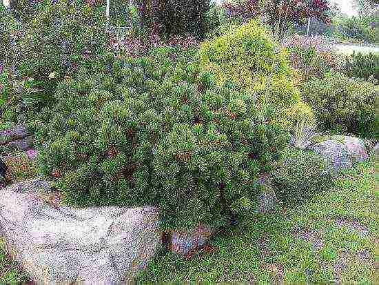 pagtatanim at pangangalaga sa pine pine ng bundok sa bukas na bukid