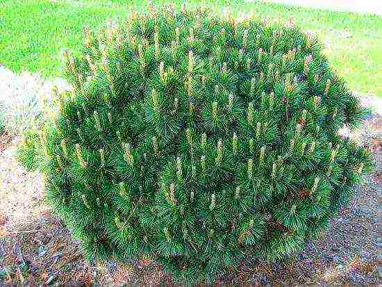 pagtatanim at pangangalaga sa pine pine ng bundok sa bukas na bukid