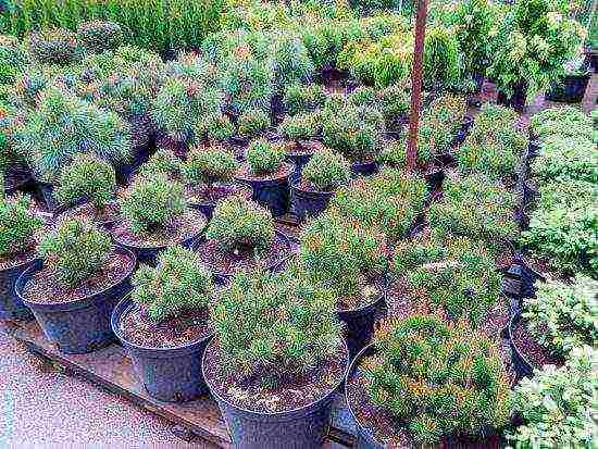 pagtatanim at pangangalaga sa pine pine ng bundok sa bukas na bukid