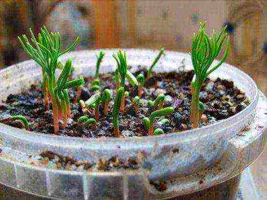 mountain pine pug planting and care in the open field