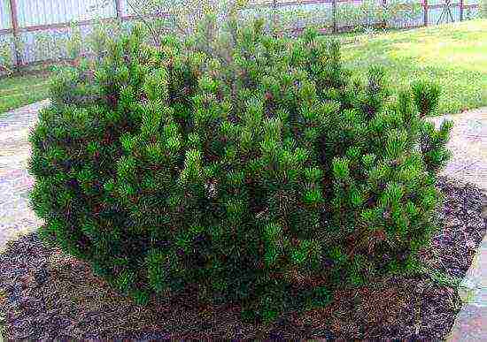 mountain pine pug planting and care in the open field