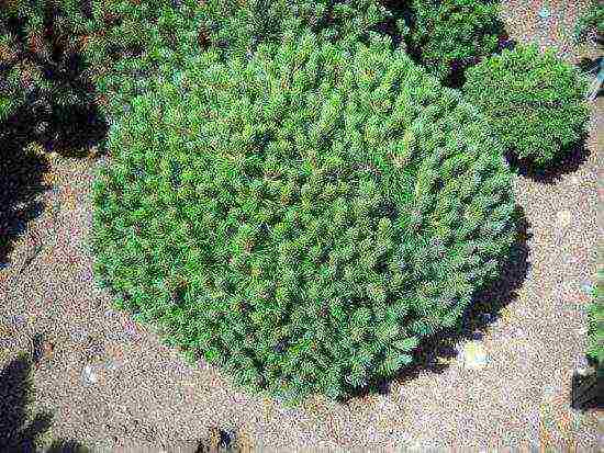 pagtatanim at pag-aalaga ng bundok pine mugus sa bukas na bukid