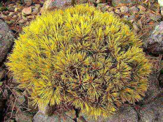 pagtatanim at pag-aalaga ng bundok pine mugus sa bukas na bukid