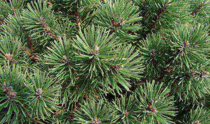 pagtatanim at pag-aalaga ng bundok pine mugus sa bukas na bukid