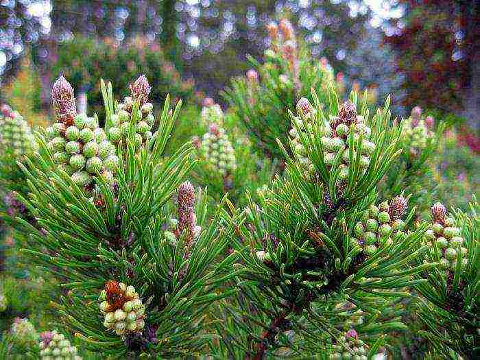 pagtatanim at pag-aalaga ng bundok pine mugus sa bukas na bukid