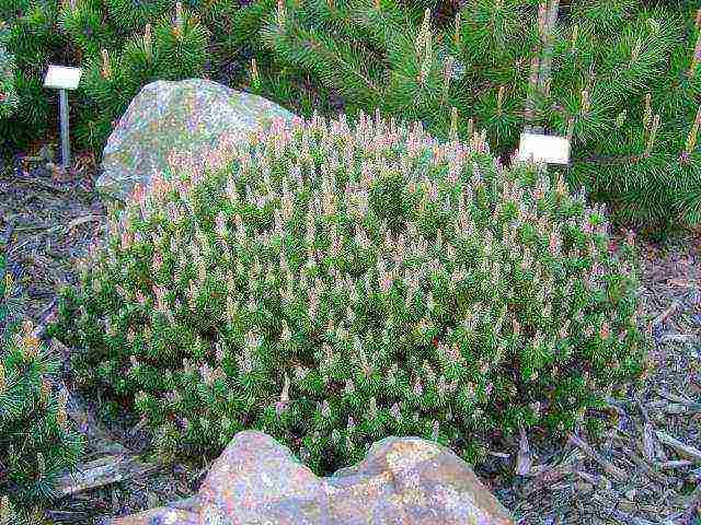 mountain pine mugus planting and care in the open field