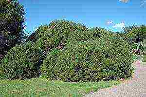 mountain pine mugus planting and care in the open field