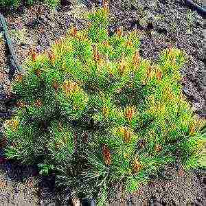 mountain pine mugus planting and care in the open field