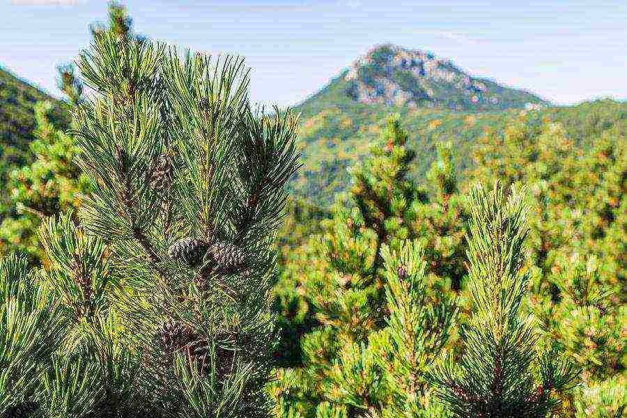 pagtatanim at pag-aalaga ng bundok pine mugus sa bukas na bukid