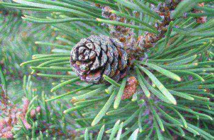 pagtatanim at pag-aalaga ng bundok na pine pumilio sa bukas na bukid