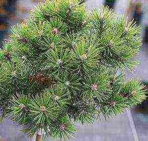 mountain pine pumilio planting and care in the open field