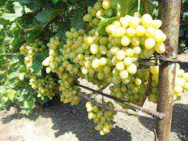 modern grape varieties grown in Ukraine