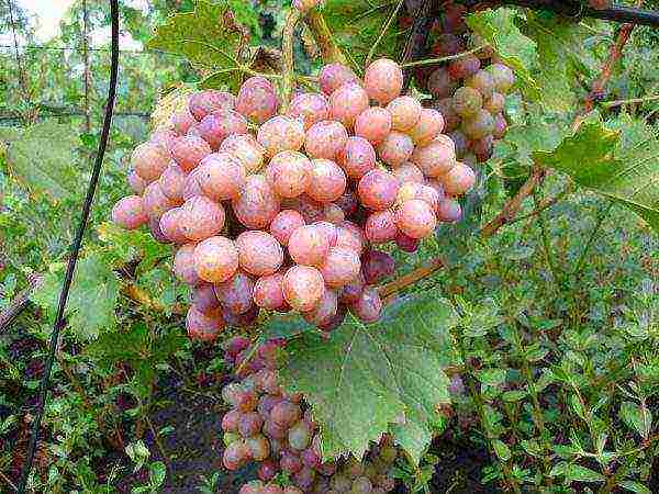 modern grape varieties grown in Ukraine