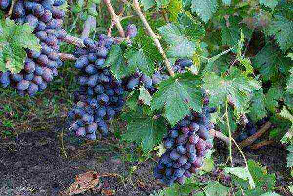 modern grape varieties grown in Ukraine