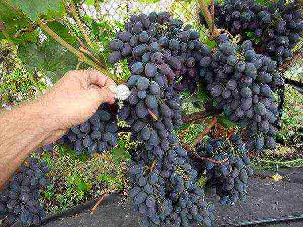 modern grape varieties grown in Ukraine