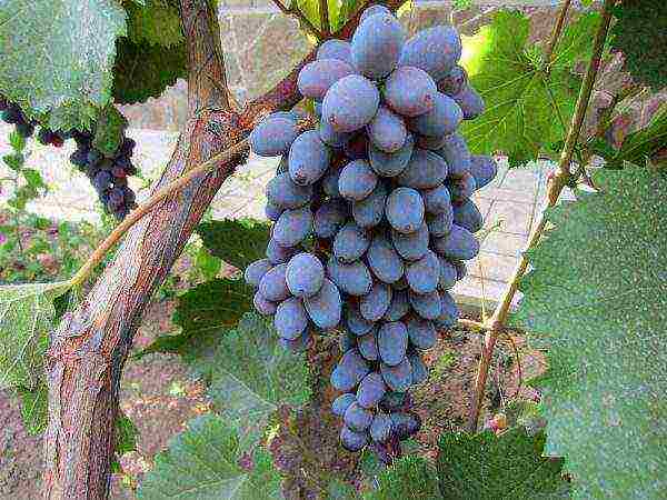 modern grape varieties grown in Ukraine