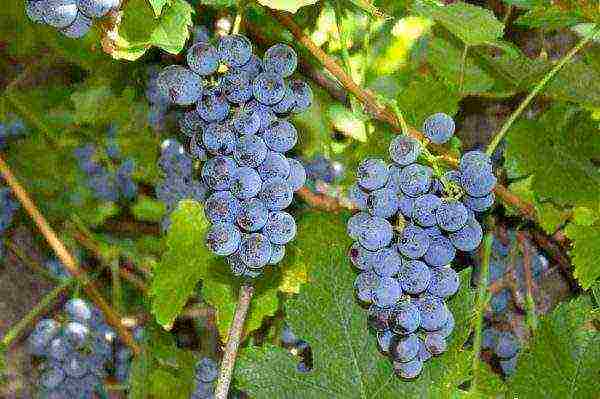 modern grape varieties grown in Ukraine