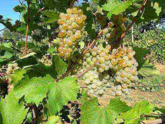 modern grape varieties grown in Ukraine