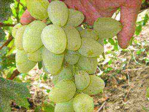 modern grape varieties grown in Ukraine