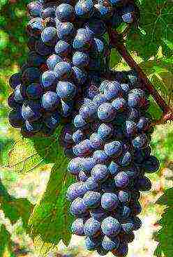 modern grape varieties grown in Ukraine