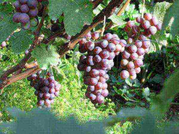 modern grape varieties grown in Ukraine