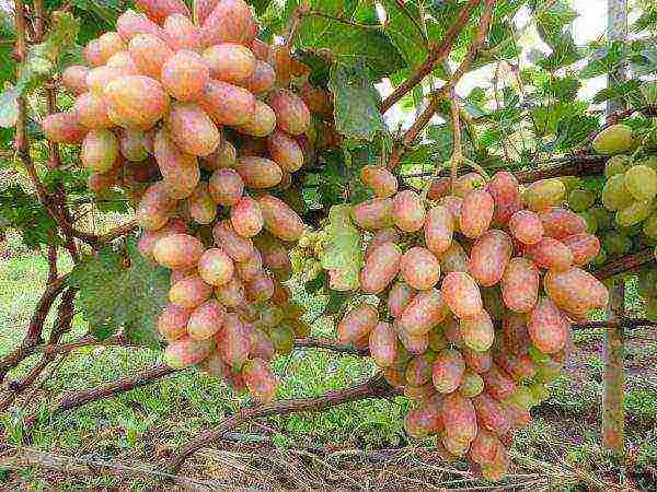 modern grape varieties grown in Ukraine