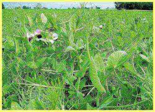 how to grow soy at home