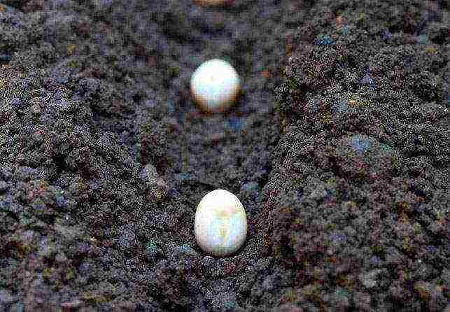 Saxon asparagus planting and care in the open field