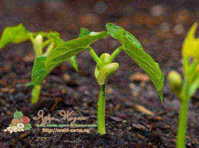 Saxon asparagus planting and care in the open field