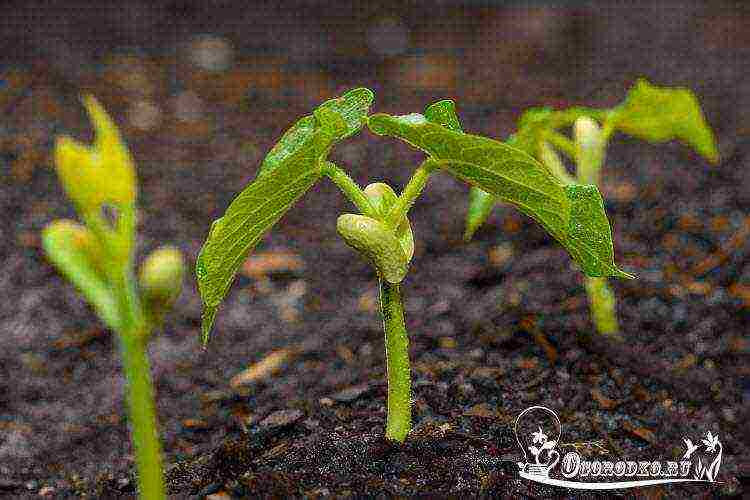 Saxon asparagus planting and care in the open field