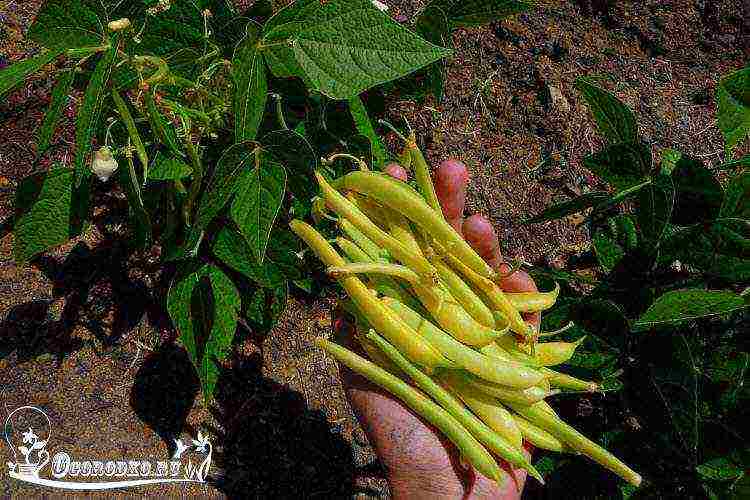 Saxon asparagus planting and care in the open field