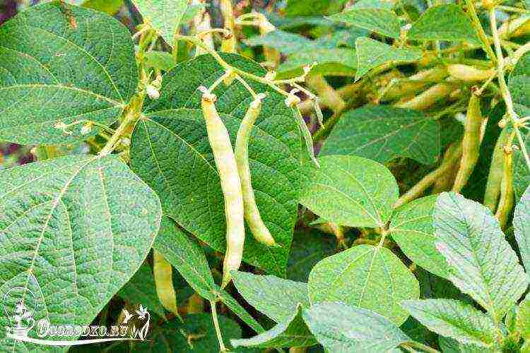 Ang pagtatanim at pag-aalaga ng Saxon asparagus sa bukas na bukid