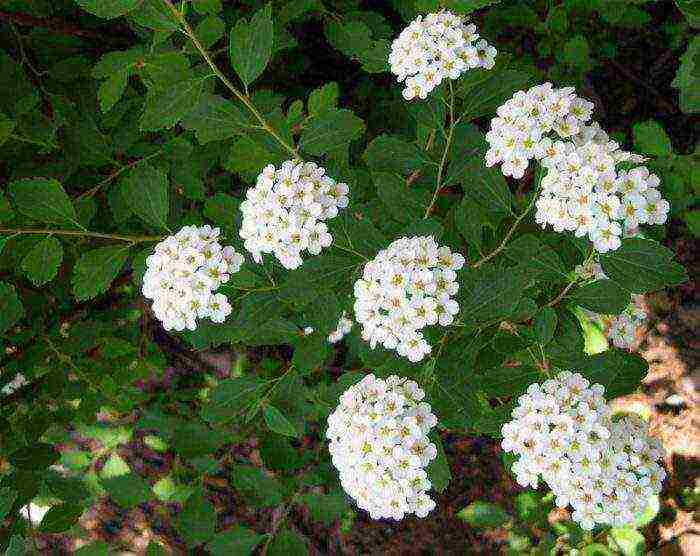 spirea willow planting and care in the open field