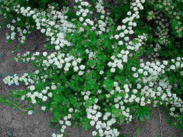 pagtatanim at pag-aalaga ng spirea willow sa bukas na bukid