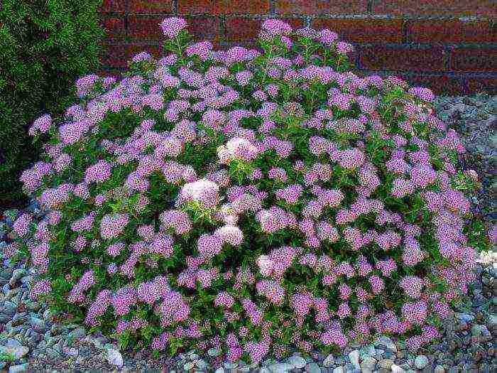 spirea willow planting and care in the open field