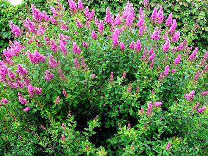 pagtatanim at pag-aalaga ng spirea willow sa bukas na bukid