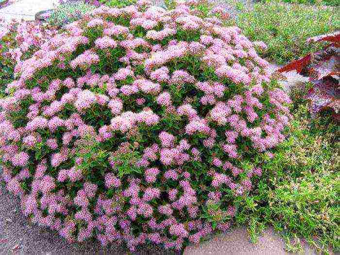 pagtatanim at pag-aalaga ng spirea willow sa bukas na bukid