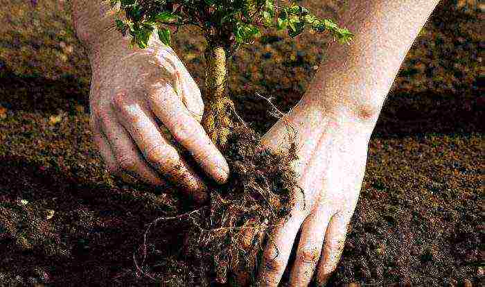 spirea willow planting and care in the open field