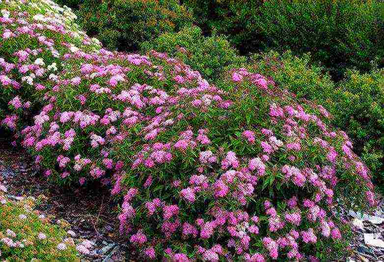 spirea willow planting and care in the open field