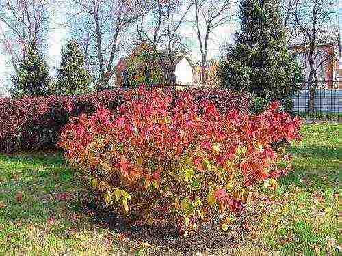 spirea willow planting and care in the open field