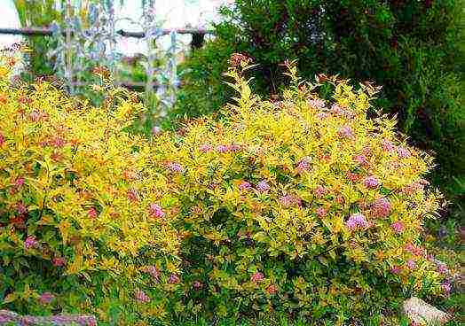 spirea willow planting and care in the open field