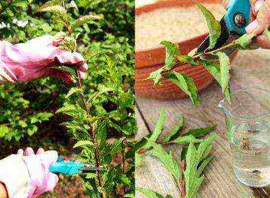 pagtatanim at pag-aalaga ng willow ng spirea sa bukas na bukid