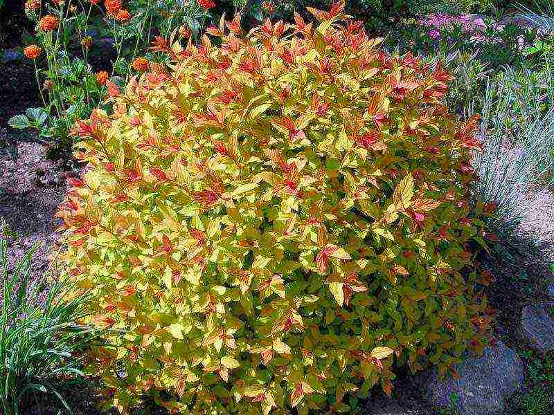 spirea red planting and care in the open field