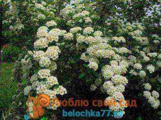 spirea red planting and care in the open field