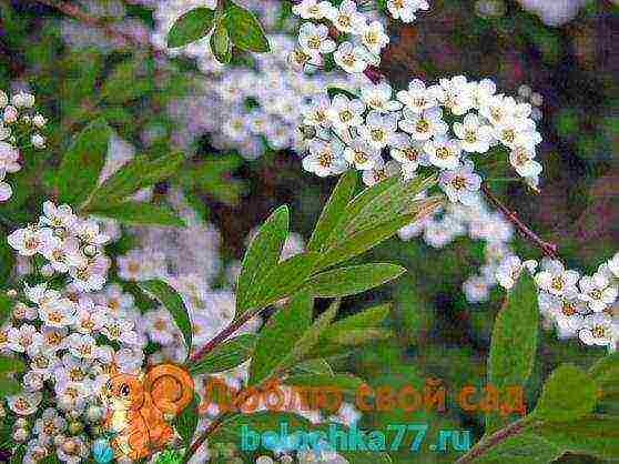 زراعة spirea الحمراء والرعاية في المجال المفتوح