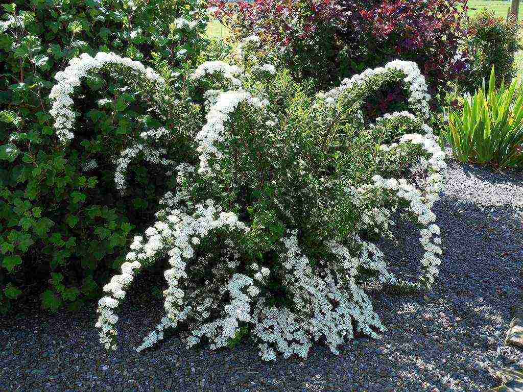 spirea red planting and care in the open field