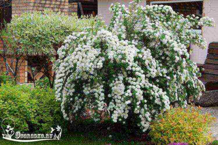 spirea red planting and care in the open field