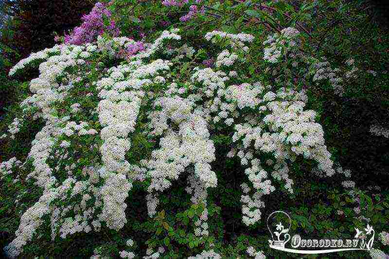 spirea red planting and care in the open field